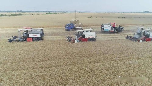 全省小麦抢收全面展开 农机协同作战确保颗粒归仓